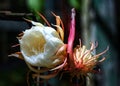 Wijaya Kusuma - Epiphyllum oxypetalum; also known the queen of the night. Royalty Free Stock Photo