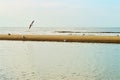 Wijk aan Zee beach, Holland