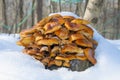 Wil d enokitake or golden needle mushroom (Flammulina velutipes)