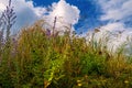 Wil flowers and grasses aginst a blue sky with clouds Royalty Free Stock Photo