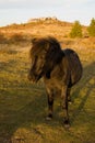 Wilburn Ridge Horse