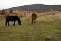 Wilburn Ridge Horses