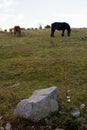 Wilburn Ridge Horses