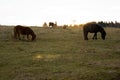 Wilburn Ridge Horses