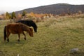 Wilburn Ridge Horses