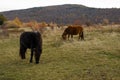 Wilburn Ridge Horses