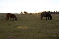 Wilburn Ridge Horses