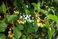 wild actinidia plant Royalty Free Stock Photo