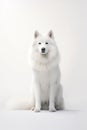 A wild adult artic wolf, whitewolf on a white background