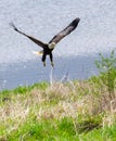 Adult bald eagle starting in flight from grass shore of lake Royalty Free Stock Photo