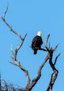 Adult bald eagle looking backwards while perched on branch isolated against blue sky Royalty Free Stock Photo