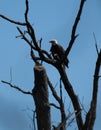 adult bald eagle perched in tree Royalty Free Stock Photo