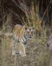 wild adult bengal female tiger or panthera tigris tigris head on with eye contact on territory marking in evening safari at kanha Royalty Free Stock Photo