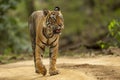 Wild adult bengal male tiger or panthera tigris tigris head on walking portrait in natural green background on forest track at Royalty Free Stock Photo