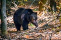 Wild adult brown bear in autumn forest