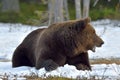 Wild Adult Brown Bear on a bog in the snow. Spring forest. Scientific name: Ursus arctos Royalty Free Stock Photo