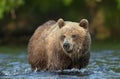 Wild adult brown bear male in the water. Close up, front view. Kamchatka brown bear, scientific name: Ursus Arctos Piscator. Kamch