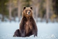 Wild adult Brown bear sitting in the snow in winter forest. Scientific name: Ursus arctos. Natural habitat. Winter season Royalty Free Stock Photo