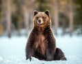 Wild adult Brown bear sitting in the snow in winter forest. Scientific name: Ursus arctos. Natural habitat. Winter season Royalty Free Stock Photo