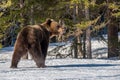 Wild adult Brown bear 0n the snow. Winter forest. Scientific name: Ursus arctos. Natural habitat. Winter season Royalty Free Stock Photo