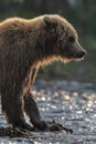 Wild adult brown bear at sunset. Silhouette, backlit, close up, side view. Kamchatka brown bear, scientific name: Ursus Arctos