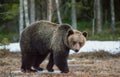 Wild Adult Brown Bear Ursus arctos on a bog in spring forest Royalty Free Stock Photo