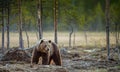 Wild adult Brown Bear in the forest.