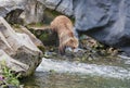 Wild adult brown bear jumps in a wild stream