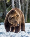 Wild Adult Brown Bear Ursus arctos on the snow in a bog. In spring forest. natural habitat. Royalty Free Stock Photo
