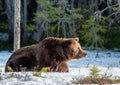 Wild Adult Brown Bear Ursus arctos on the snow Royalty Free Stock Photo