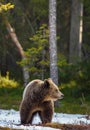 Wild Adult Brown Bear Ursus arctos on the snow in a bog. In spring forest. Royalty Free Stock Photo