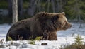 Wild Adult Brown Bear Ursus arctos on the snow in a bog. In spring forest. Royalty Free Stock Photo