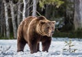 Wild Adult Brown Bear Ursus arctos on the snow in a bog. Royalty Free Stock Photo