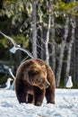Wild Adult Brown Bear Ursus arctos on the snow in a bog. Royalty Free Stock Photo