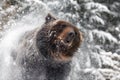 Wild adult Brown Bear Ursus Arctos splashing snow in the winter forest Royalty Free Stock Photo
