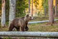 Wild adult Brown Bear