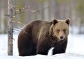 Wild Adult Brown bear in winter forest.