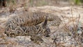 Wild adult eastern diamond back rattlesnake - crotalus adamanteus - with very large meal in its stomach