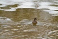 Wild adult female Mallard Ducks Anas platyrhynchos swimming in a frozen river Royalty Free Stock Photo
