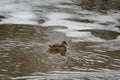 Wild adult female Mallard Ducks Anas platyrhynchos swimming in a frozen river Royalty Free Stock Photo