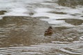 Wild adult female Mallard Ducks Anas platyrhynchos swimming in a frozen river Royalty Free Stock Photo