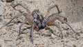 wild Adult female wolf spider (Hogna carolinensis) with babies on thorax Royalty Free Stock Photo