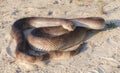 Wild adult Florida Pine Snake - Pituophis melanoleucus mugitus - nonvenomous reptile in the family Colubridae. Defensive posture