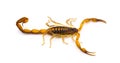 Wild adult Hentz Striped bark Scorpion - Centruroides hentzi isolated on white background. Native of Florida. Stinger and