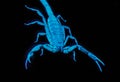 Wild adult Hentz Striped bark Scorpion - Centruroides hentzi - UV ultraviolet black light isolated on black background, front view