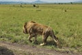 A wild adult lion walks on the green grass of the savanna