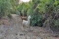 Wild llamas grazing in Corsica island forest, France