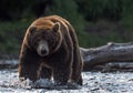 Wild adult male of  brown bear fishing for salmon. Front view. Sunset backlight. Brown bear chasing sockeye salmon at a river. Royalty Free Stock Photo