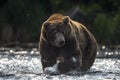 Wild adult male of  brown bear fishing for salmon. Front view. Sunset backlight. Brown bear chasing sockeye salmon at a river. Royalty Free Stock Photo