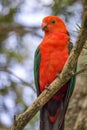 Wild Adult Male King Parrot, Queen Mary Falls, Queensland, Australia, March 2018 Royalty Free Stock Photo